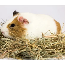 Szénák és Forgácsok