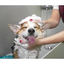 Samponok, habok és mancsápolók