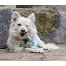 Száj és fogápolás